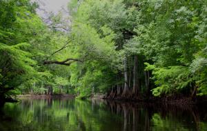 Mystical Withlacoochee River Photo Selected For 75th Annivarsary Commemorative Calender For Florida Division Of Forestry