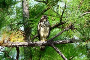 Barbara Bowen Wins 4th Qtr Photo Contest For Florida Division Of Forestry